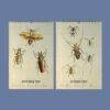 Victorian Bug Art Wall Calendar