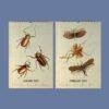 Victorian Bug Art Wall Calendar