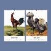 Chicken Wall Calendar – Vintage Rooster Art, Farmhouse Decor, Semi-Glossy Paper