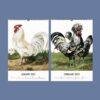 Chicken Wall Calendar – Vintage Rooster Art, Farmhouse Decor, Semi-Glossy Paper