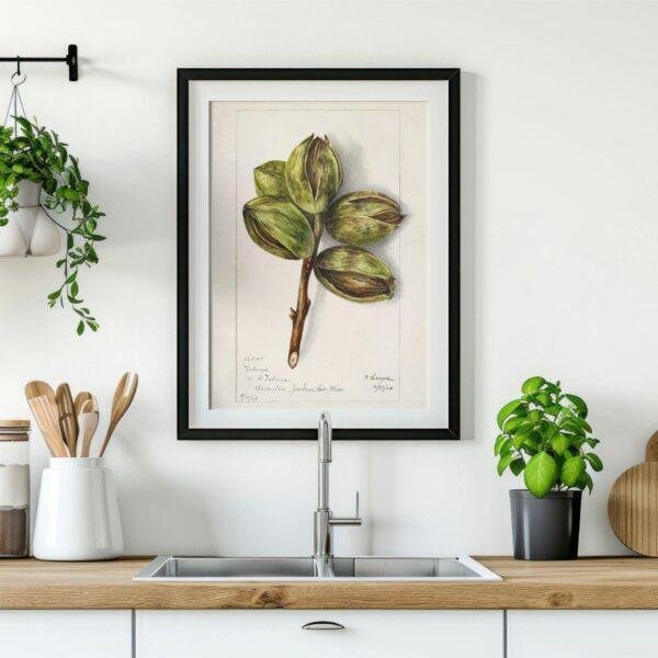 Country Life Educational Poster - Hickory, Watercolor Painting, Smooth Matte Art Print