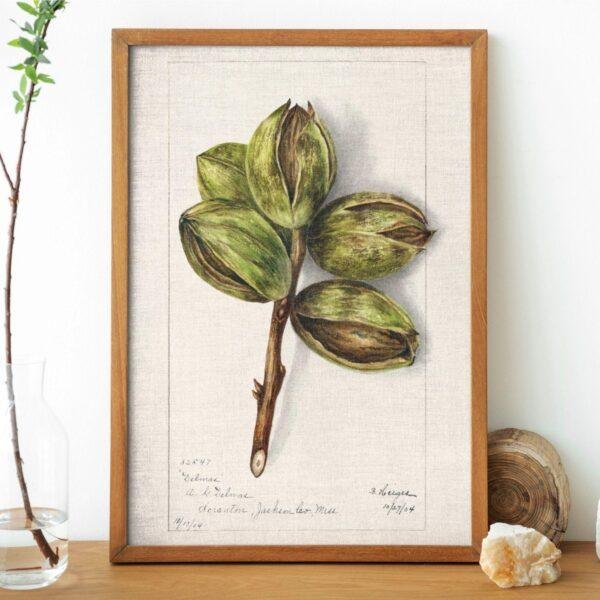 Country Life Educational Poster - Hickory, Watercolor Painting, Smooth Matte Art Print