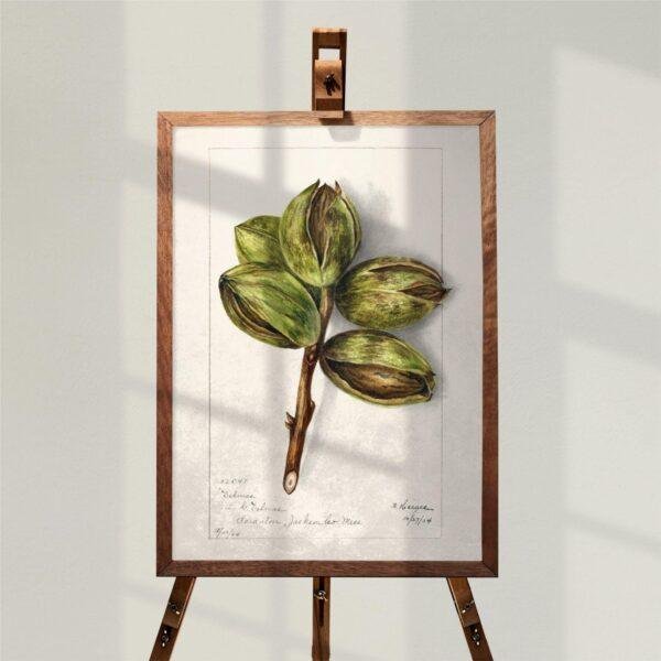 Country Life Educational Poster - Hickory, Watercolor Painting, Smooth Matte Art Print