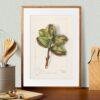 Country Life Educational Poster - Hickory, Watercolor Painting, Smooth Matte Art Print