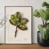 Country Life Educational Poster - Hickory, Watercolor Painting, Smooth Matte Art Print
