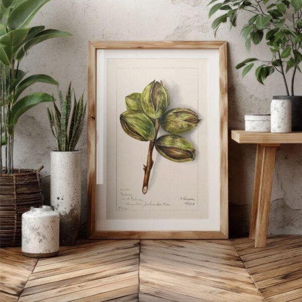 Country Life Educational Poster - Hickory, Watercolor Painting, Smooth Matte Art Print