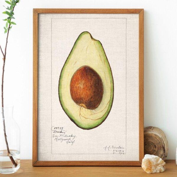 Country Life Educational Poster - Avocado, Watercolor Painting, Smooth Matte Art Print