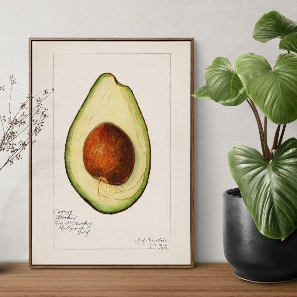 Country Life Educational Poster - Avocado, Watercolor Painting, Smooth Matte Art Print