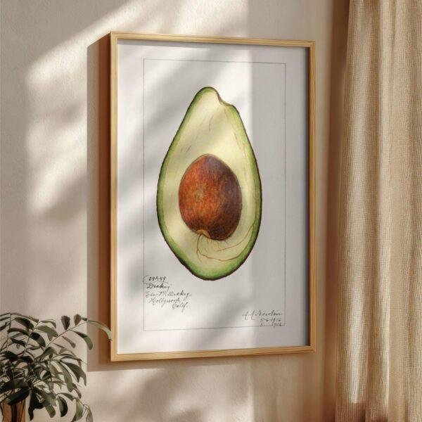 Country Life Educational Poster - Avocado, Watercolor Painting, Smooth Matte Art Print