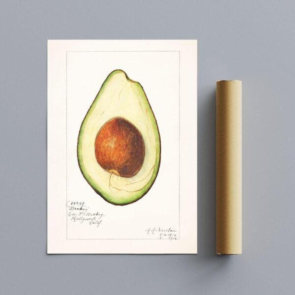 Country Life Educational Poster - Avocado, Watercolor Painting, Smooth Matte Art Print
