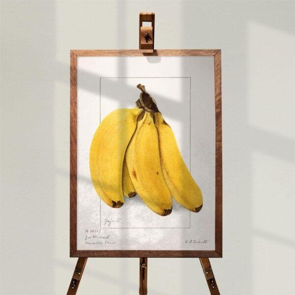 Country Life Educational Poster - Bananas, Watercolor Painting, Smooth Matte Art Print