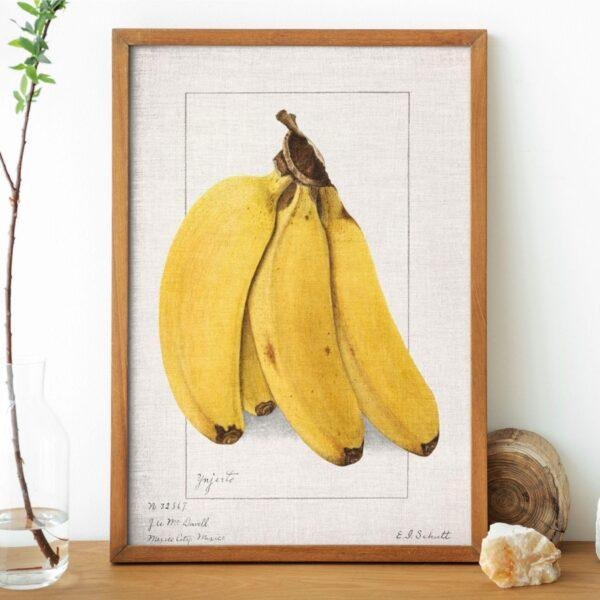 Country Life Educational Poster - Bananas, Watercolor Painting, Smooth Matte Art Print