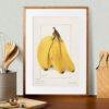 Country Life Educational Poster - Bananas, Watercolor Painting, Smooth Matte Art Print