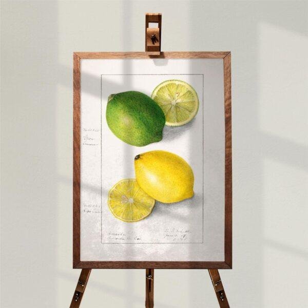 Country Life Educational Poster - Lemon, Watercolor Painting, Smooth Matte Art Print
