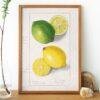 Country Life Educational Poster - Lemon, Watercolor Painting, Smooth Matte Art Print