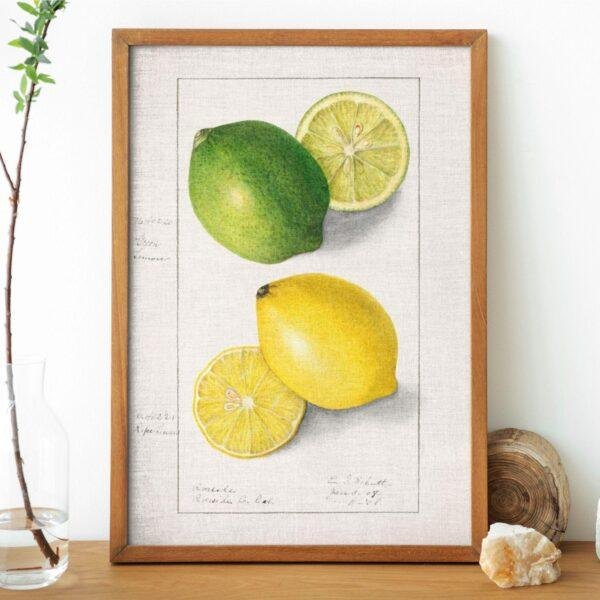 Country Life Educational Poster - Lemon, Watercolor Painting, Smooth Matte Art Print