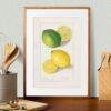 Country Life Educational Poster - Lemon, Watercolor Painting, Smooth Matte Art Print