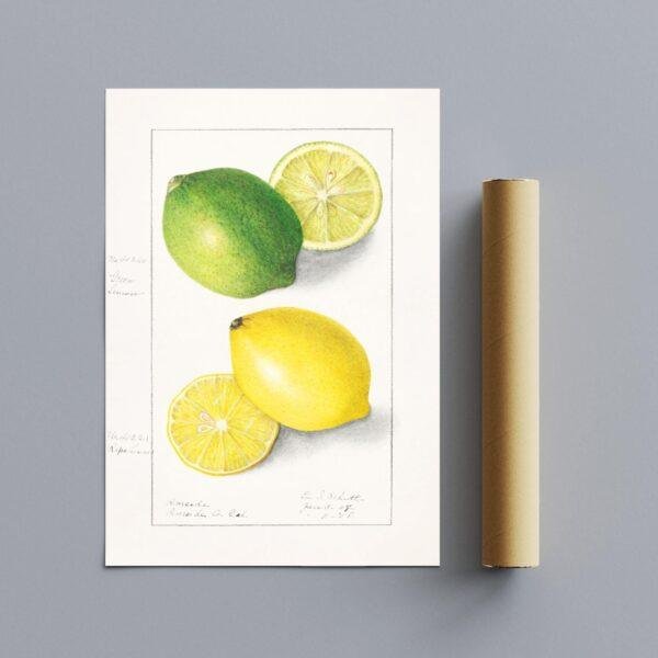 Country Life Educational Poster - Lemon, Watercolor Painting, Smooth Matte Art Print