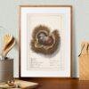 Country Life Educational Poster - Chestnut, Watercolor Painting, Smooth Matte Art Print