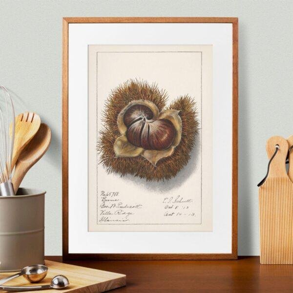 Country Life Educational Poster - Chestnut, Watercolor Painting, Smooth Matte Art Print