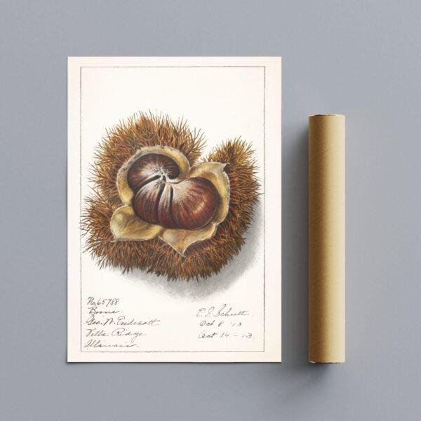 Country Life Educational Poster - Chestnut, Watercolor Painting, Smooth Matte Art Print