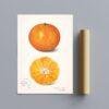 Country Life Educational Poster - Orange, Watercolor Painting, Smooth Matte Art Print