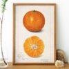 Country Life Educational Poster - Orange, Watercolor Painting, Smooth Matte Art Print