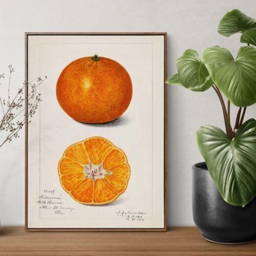 Country Life Educational Poster - Orange, Watercolor Painting, Smooth Matte Art Print