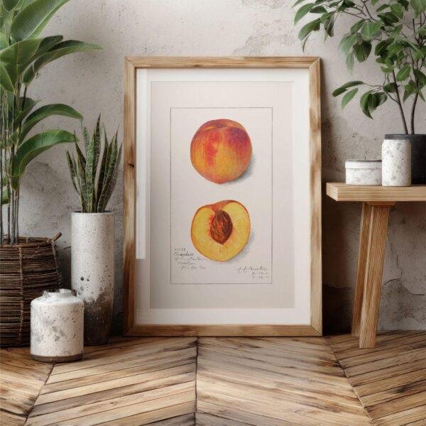 Country Life Educational Poster - Peach, Watercolor Painting, Smooth Matte Art Print