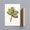 Country Life Educational Poster - Hickory, Watercolor Painting, Smooth Matte Art Print