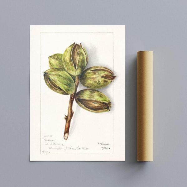 Country Life Educational Poster - Hickory, Watercolor Painting, Smooth Matte Art Print