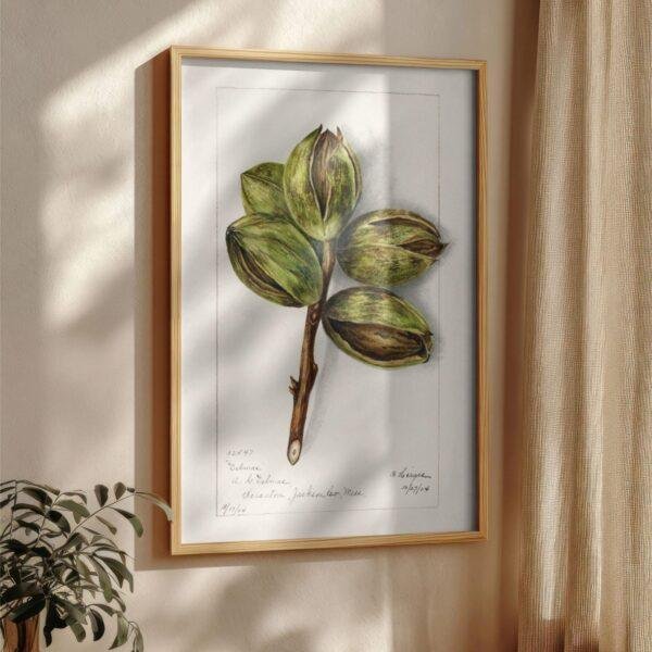 Country Life Educational Poster - Hickory, Watercolor Painting, Smooth Matte Art Print