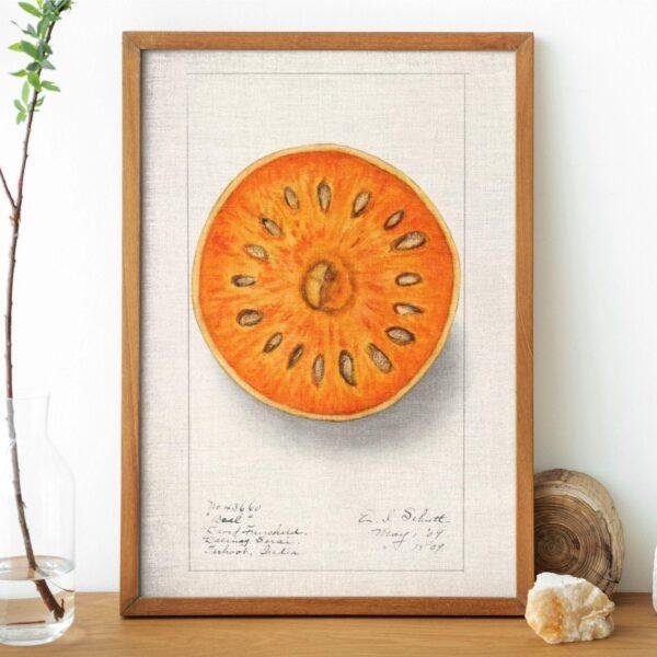 Country Life Educational Poster - Bael, Watercolor Painting, Smooth Matte Art Print