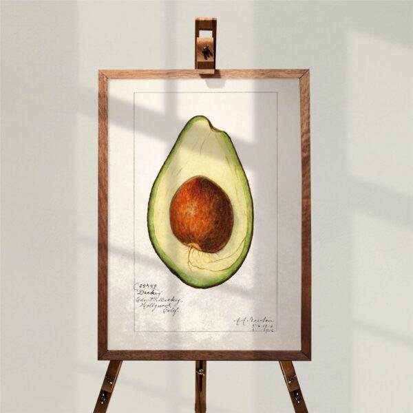 Country Life Educational Poster - Avocado, Watercolor Painting, Smooth Matte Art Print