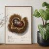Country Life Educational Poster - Chestnut, Watercolor Painting, Smooth Matte Art Print