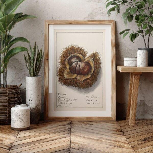 Country Life Educational Poster - Chestnut, Watercolor Painting, Smooth Matte Art Print