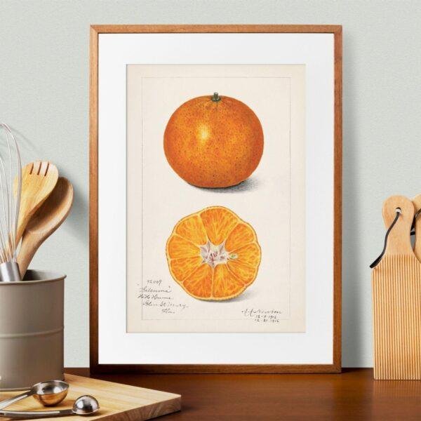 Country Life Educational Poster - Orange, Watercolor Painting, Smooth Matte Art Print