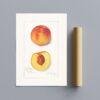 Country Life Educational Poster - Peach, Watercolor Painting, Smooth Matte Art Print