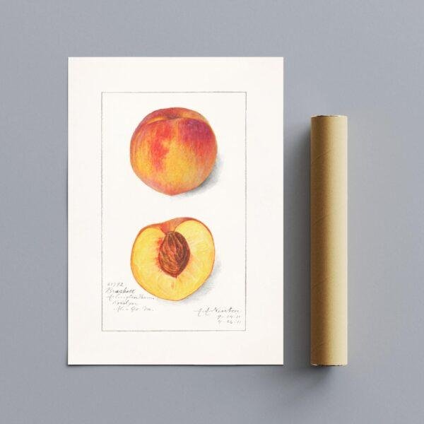Country Life Educational Poster - Peach, Watercolor Painting, Smooth Matte Art Print