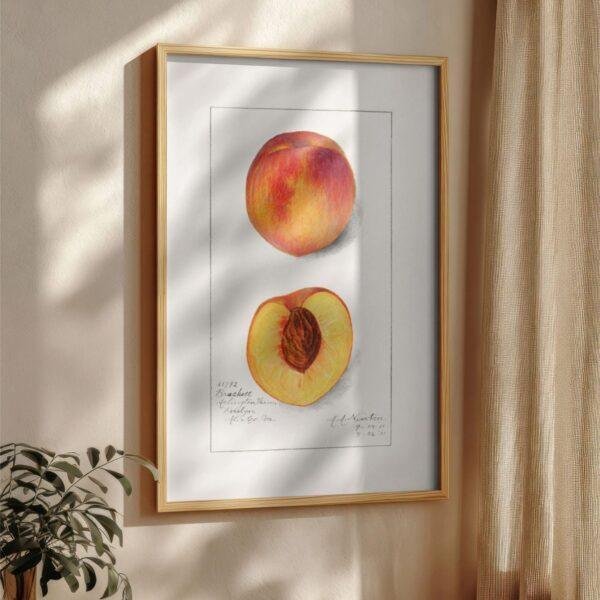 Country Life Educational Poster - Peach, Watercolor Painting, Smooth Matte Art Print