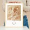 William Henry Fox Talbot - Sisymbrium Cumingianum, Vintage Photos, Smooth Matte Art Print