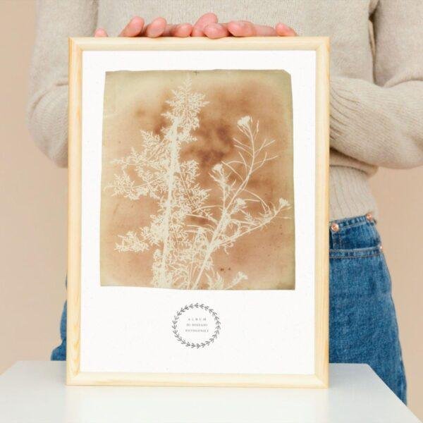 William Henry Fox Talbot - Sisymbrium Cumingianum, Vintage Photos, Smooth Matte Art Print