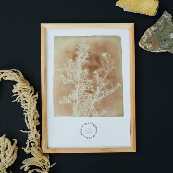 William Henry Fox Talbot - Sisymbrium Cumingianum, Vintage Photos, Smooth Matte Art Print