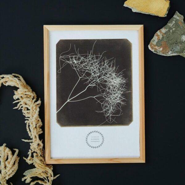 William Henry Fox Talbot - Wild Fennel, Vintage Photos, Smooth Matte Art Print
