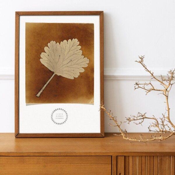 William Henry Fox Talbot - Leaf, Vintage Photos, Smooth Matte Art Print