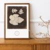 William Henry Fox Talbot - Foglia di Fico, Vintage Photos, Smooth Matte Art Print