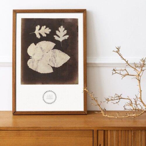 William Henry Fox Talbot - Foglia di Fico, Vintage Photos, Smooth Matte Art Print