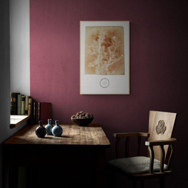 William Henry Fox Talbot - Sisymbrium Cumingianum, Vintage Photos, Smooth Matte Art Print