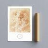 William Henry Fox Talbot - Sisymbrium Cumingianum, Vintage Photos, Smooth Matte Art Print