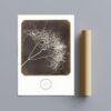 William Henry Fox Talbot - Wild Fennel, Vintage Photos, Smooth Matte Art Print